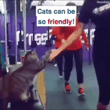 cats can be friendly animated gif